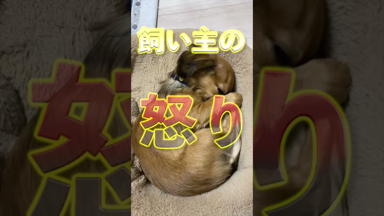 犬が目をそらすのは話を聞いてないからじゃない Shorts Youtube