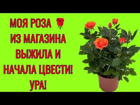 МОЯ РОЗА 🌹 ИЗ МАГАЗИНА ВЫЖИЛА И НАЧАЛА ЦВЕСТИ! ❗УРА❗