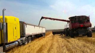 CASE IH combines at work  -  Mietitrebbie CASE IH al lavoro