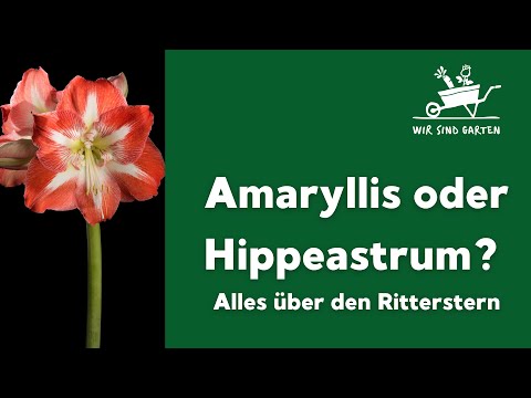 Video: Amaryllis Plant Info - Erfahren Sie mehr über die Pflege von Amaryllis Belladonna
