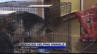 BELMONT COUNTY ANIMAL GROUP