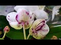 ДОРОГУЩИЕ и ШИКАРНЫЕ ОРХИДЕИ фаленопсис LEROY MERLIN ЛЕРУА МЕРЛЕН орхидея orchid phalaenopsis