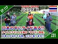 日本人が忘れてる物。ココにあります!! 「 サタポン農園 」日本の中にタイがある