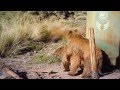 Gobi bear movie - On the tracks of the Gobi Bear - Mission with Harry Reynolds