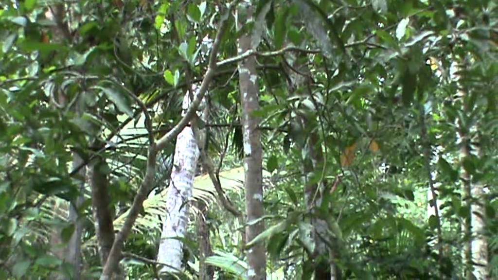 weekly morning prayer before work Morning Nature Sounds