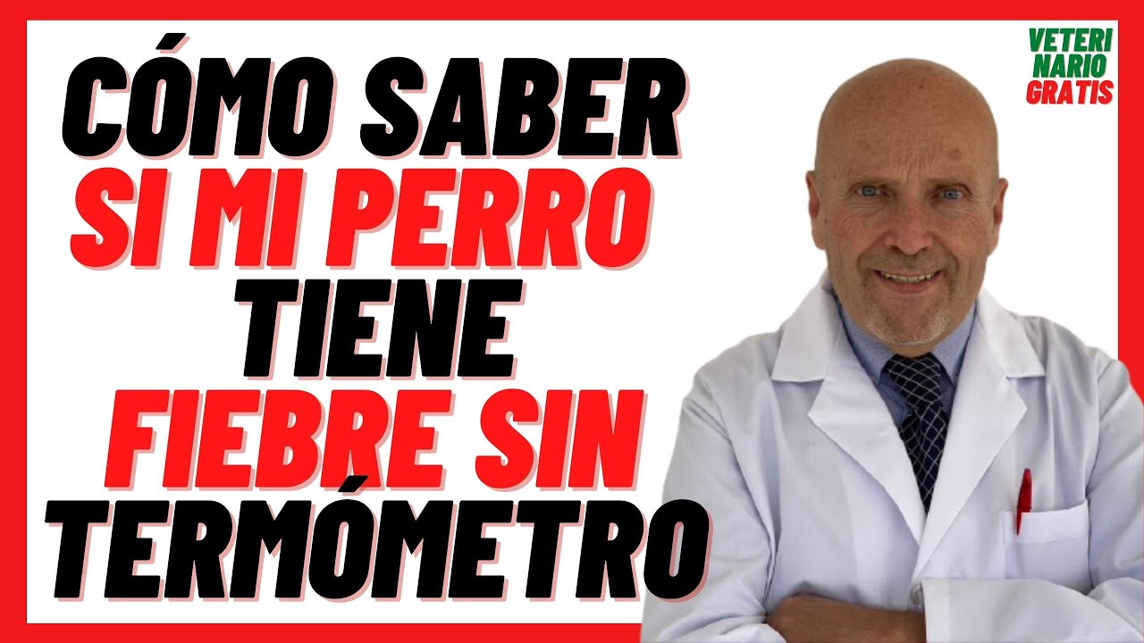 Como saber si un perro tiene fiebre sin termómetro