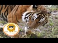 Tiger's Bone Crunching Breakfast in 3D 180VR