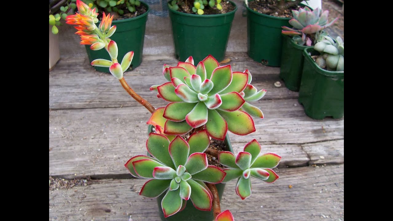 Succulents | How to Identify the Echeveria Pulvinata 'Ruby Blush' 