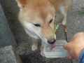 柴犬 子犬 shiba inu  富士お散歩 7月17日 み・・・水