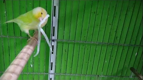 O que colocar para o passarinho fazer ninho?