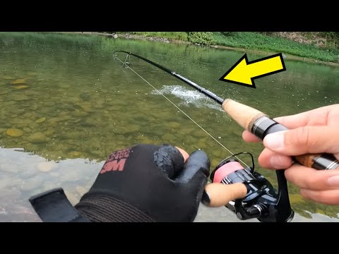 Golden Mandarin Fish Fishing: How to Use Minnow Lures in Shallow Water! Pro Tips!