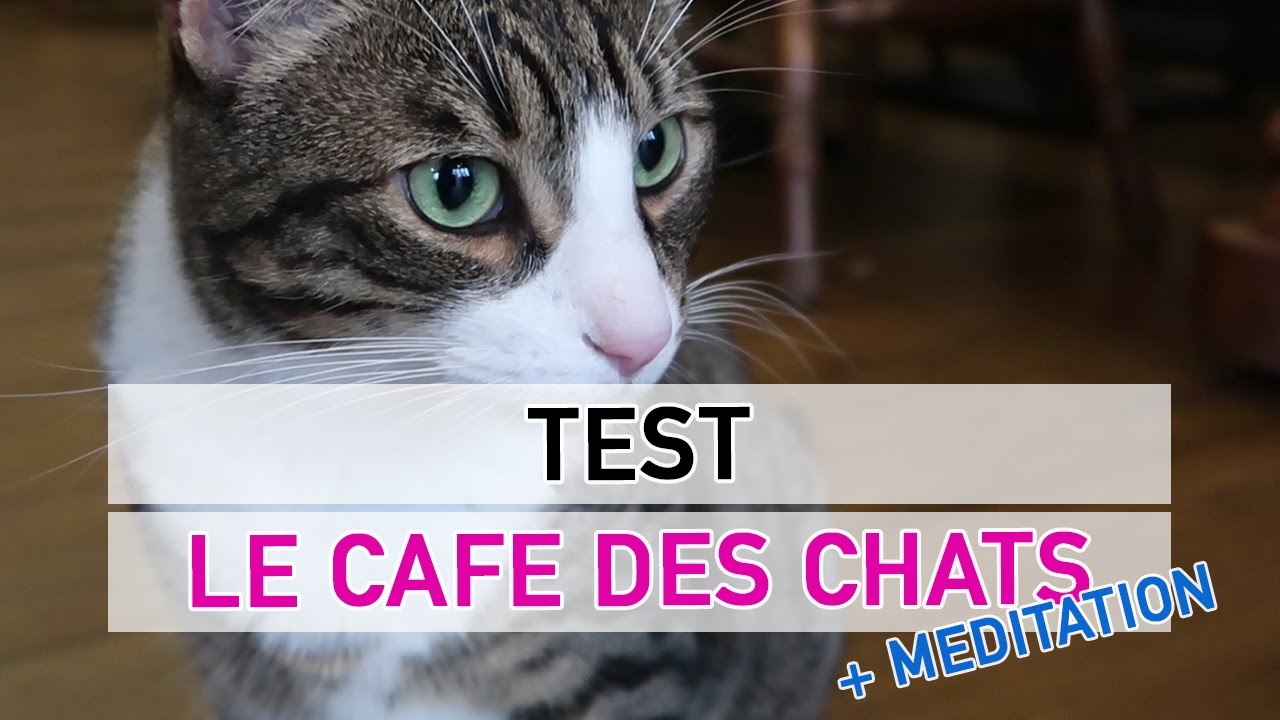 Meditation Au Café Des Chats