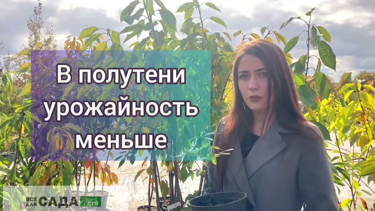 Жимолость Амфора описание и характеристики сорта