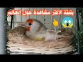 بتبتة الافضل حلو العالم -بتبتة الذي يبحث عنها صيدو الطيور100%🔥🔥🔥🔥🔥🔥