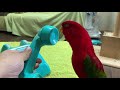 Red birb is teleworking II