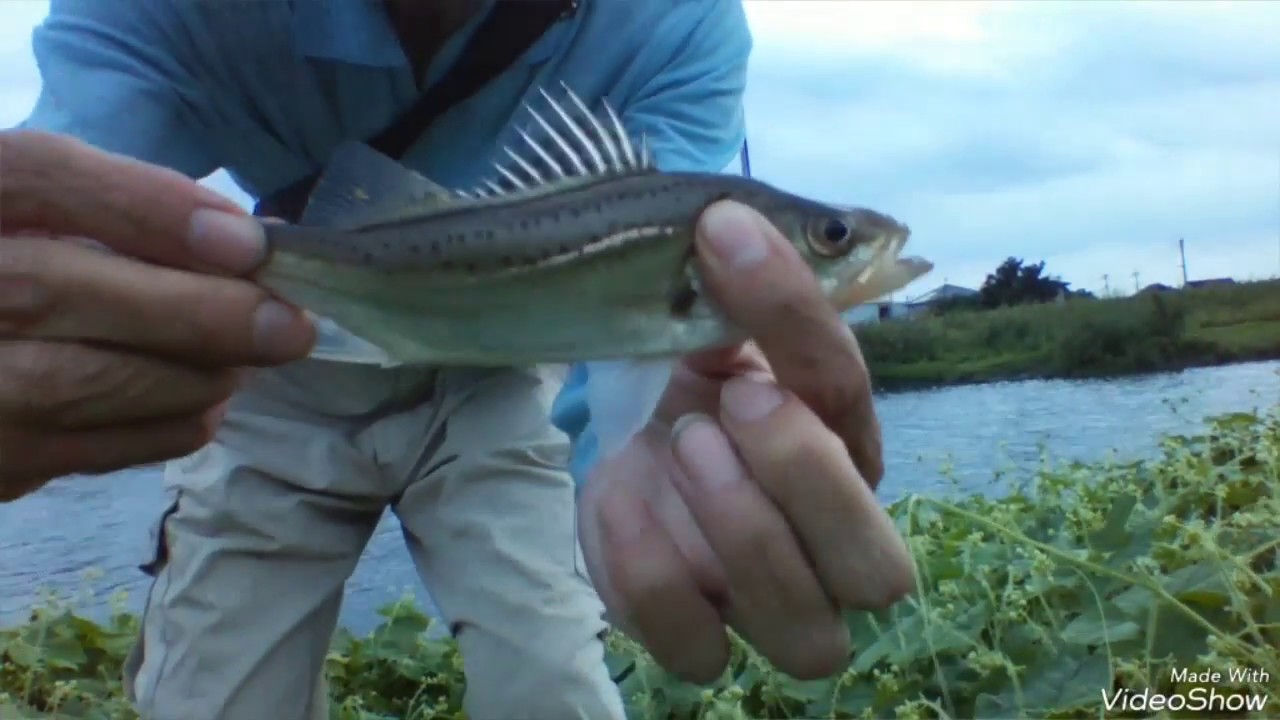 中川 シーバス 越谷のあたり Youtube