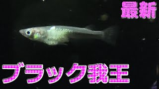 【ブラック我王】めだかコレクション vol.137　改良メダカ　サムネイル画像は動画から切り抜き