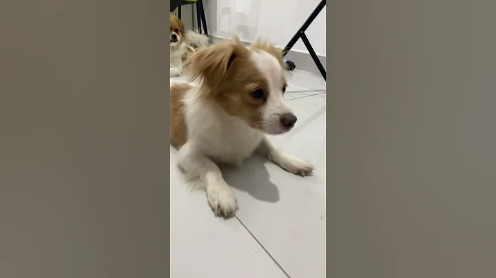 Full Video below👇  #feed #shorts #doglover #puppy #love #pets #cute #bestfeed #cutedog #doggo