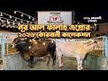 নূর আল ফালাহ এগ্রোর ২০২৬ কোরবানী কালেকশন #qurbani2026 #albinobuffalo #sahiwal #bigbull 