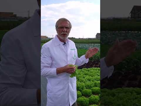 Видео: Вегетационный период салата: как и когда сажать салат