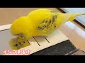 イケメン度をチェックするちゃぴ。スマホから離れない。【セキセイインコ】