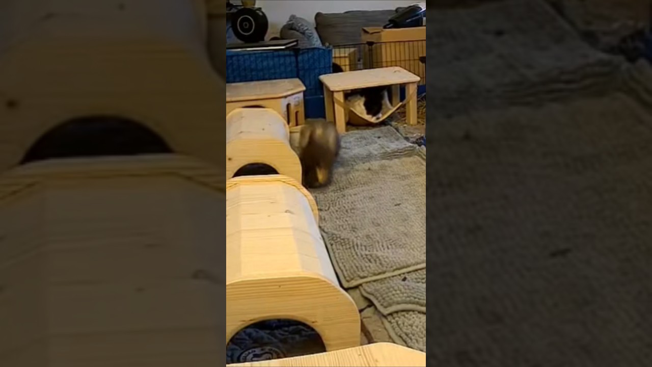 Very Happy Guinea Pig Popcorning 