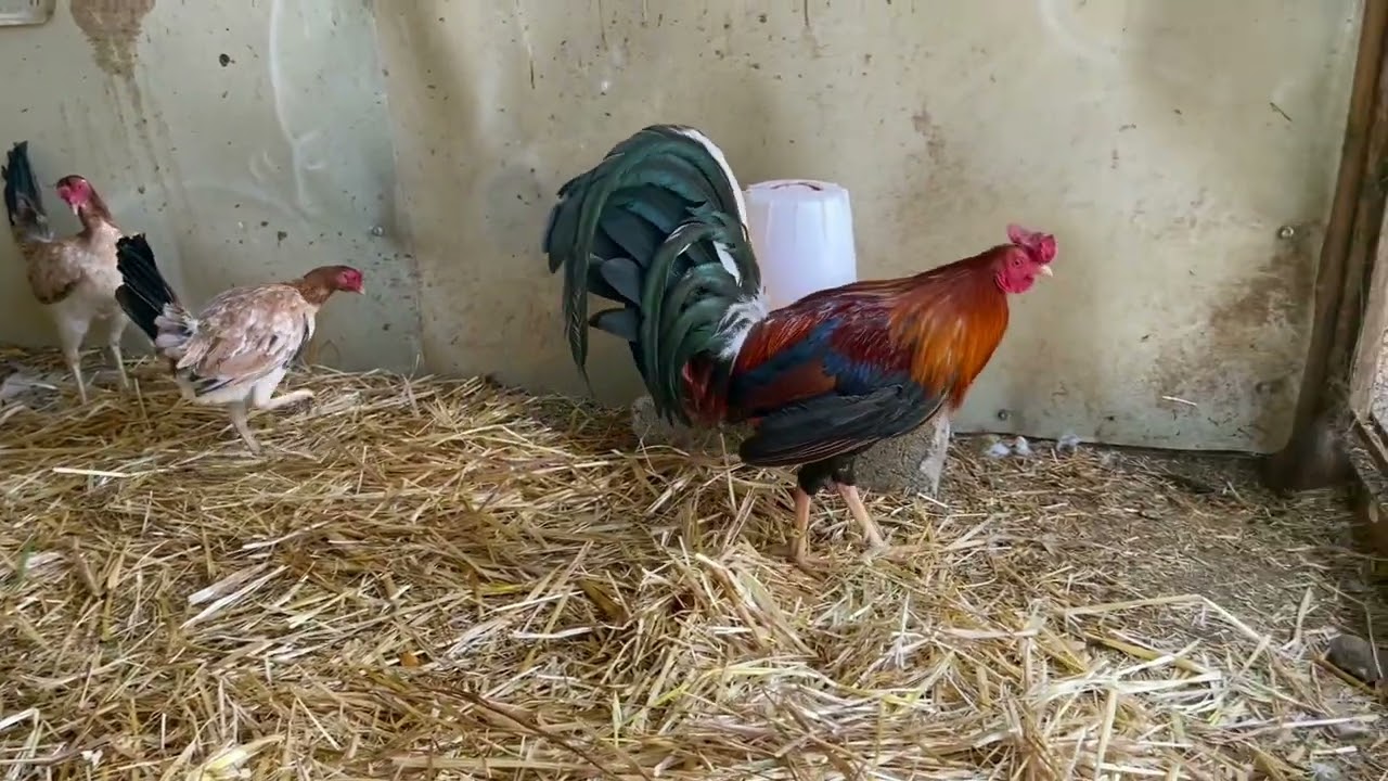 Algunos lotes de cria De Criadero Baluarte