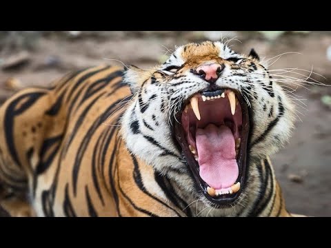 Тигр Tiger (Энциклопедия животных)