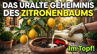 Ich Habe Das In Den Zitronentopf Gelegt — Und Er War In 60 Tagen Voll Mit Früchten