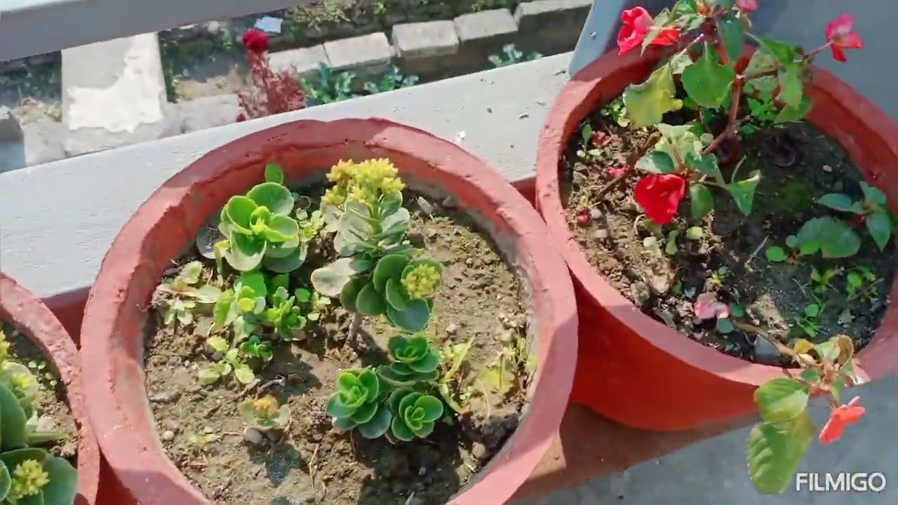 हामी प्ररादेशीको बुढी लाई कति धेरै गाह्रो छ नि बोल्ने लाई त बोलदीय भैहाल्यो 😥❤️❤️🙏