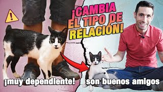 DESCUBRE qué RELACIÓN tienes CON TU GATO y cómo MEJORARLA | Gatos dependientes VS. independientes