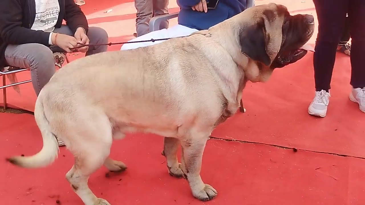 Jaipur Dig show 2026 dog breed English Masstiff dog india dog show 