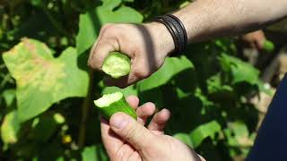 Authentic Aley Intangible Agricultural Heritage Kahale Cuber