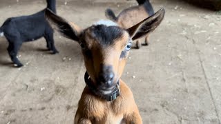 Big goat kids nail the dismount! by Sunflower Farm Creamery 23,265 views 9 months ago 2 minutes, 51 seconds