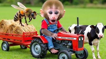 Monkey Nana driving a tractor has an Unexpected confrontation with a mischievous thief