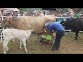 En la FERIA GANADERA DE GUALAQUIZA (10-08-2019)(1)