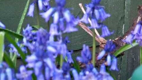 Test shots Kodak Z1012 IS