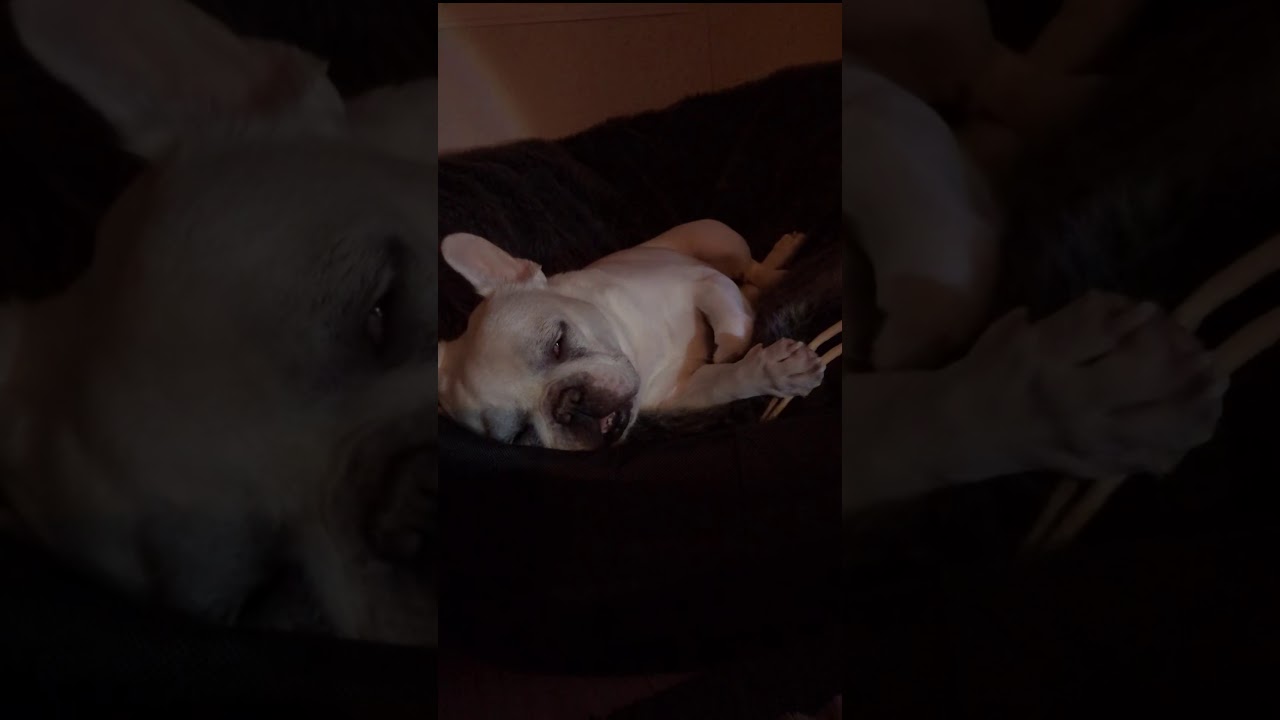 犬 夢 を 見る のか