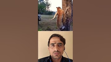 Leopard vs python #trending #animals #wildlife #youtubeshorts #youtube#leopard #python #snake#shorts