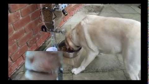 Automatic Pet Feeder (Arduino controlled - via touch screen and iPhone)