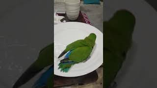 lovebird bath in a plate #lovebird lovebird bath in a plate #lovebird