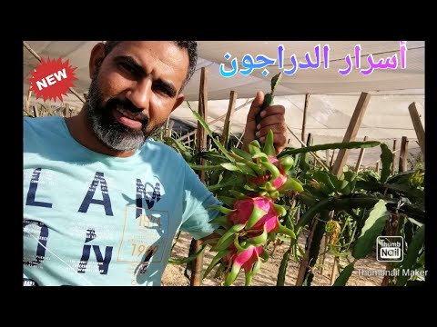 فيديو: الخصائص الطبية للبيتاهايا