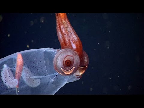 Video: Warum Es Nicht Empfehlenswert Ist, Nachts Im Meer Zu Schwimmen