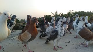 Racing Pigeons Racer Pigeons At Roof Loft Kabootar Bazi In South Punjab 2020 Kabootar Race
