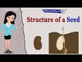 Structure of Seed and Parts of a Seed | Seed Germination | Baby Plant | Science