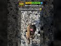 O MEU PARCEIRO DE VIAGEM 😊 | #animal #cachorro #viagem