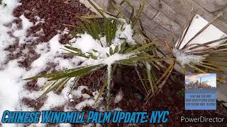 1 Year Update on how to Grow Palm Trees in Cold Climate Zones 6-11. Cold Hardy Palm Trees.
