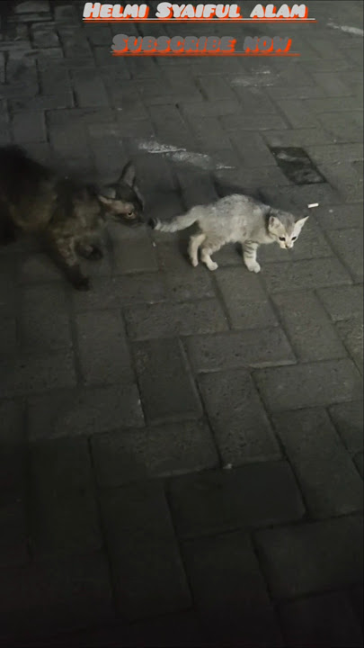 Si anak menanyakan suara apa itu? 🐱 #funny #cute #kitten #kittenlove #cat #cutecat