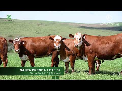 Lote 67 - Novilhas prenhas