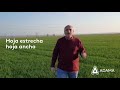 ¿Cuándo es el momento de aplicación de Timeline Trio? | Enrique Ruiz